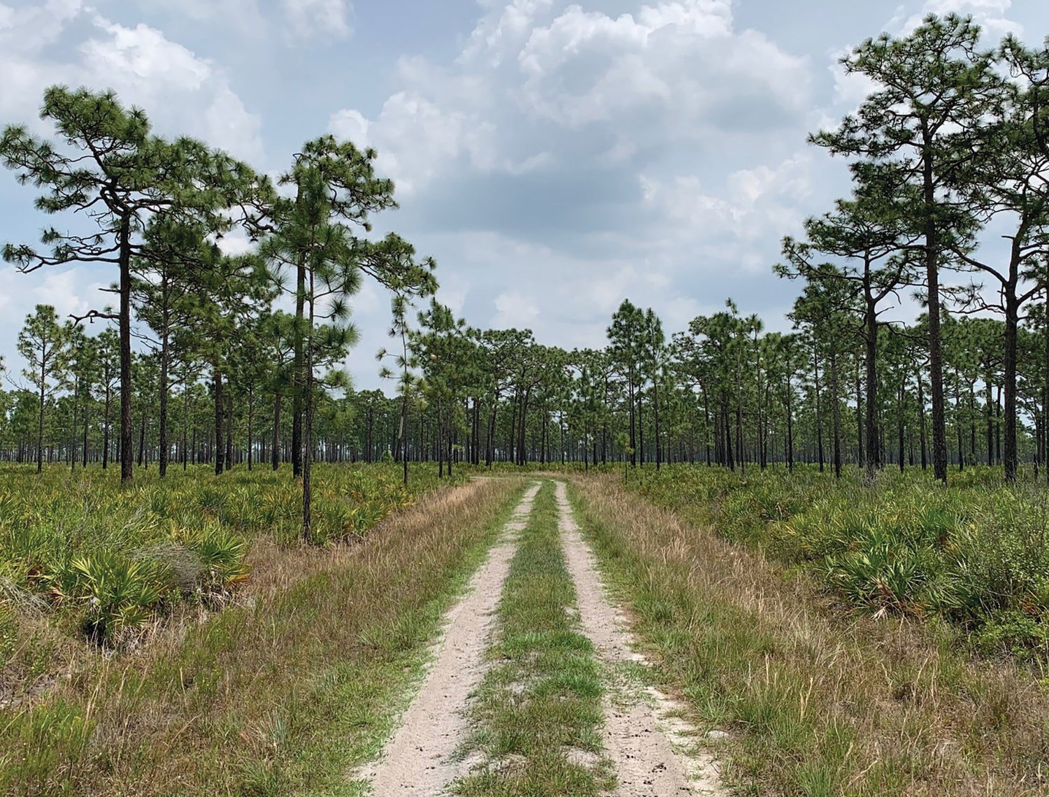 Longleaf pine saplings were more likely to be found in areas dominated by turkey oaks or in forest gaps rather than under mature longleaf pine trees.